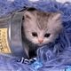 Purple Meow