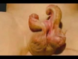 WTF is this ???